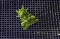 Drymonia ruficornis