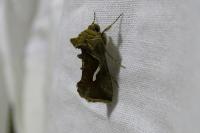 Macdunnoughia confusa