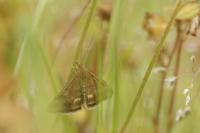 Pyrausta despicata