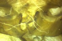 Mesapamea secalis