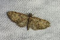 Eupithecia abbreviata