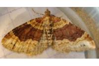 Xanthorhoe spadicearia/ferrugata