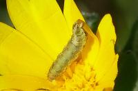 Cucullia calendulae