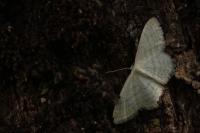 Idaea subsericeata