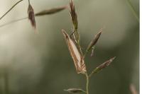 Crambus pascuella