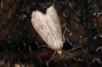 Pachycnemia hippocastanaria hippocastanaria