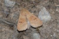 Orthosia miniosa