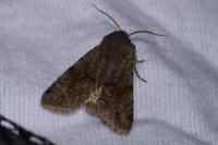 Orthosia incerta