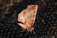 Selenia dentaria