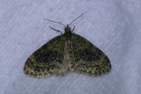 Acasis viretata