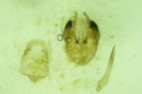 Scopula asellaria asellaria
