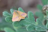 Lythria cruentaria