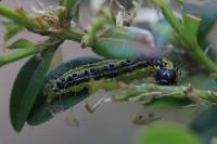 Cydalima perspectalis