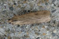 Nomophila noctuella