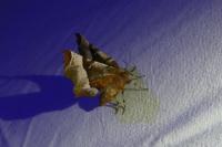 Selenia tetralunaria