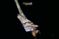 Chesias rufata rufata