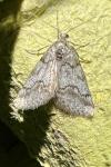 Tephronia cyrnea