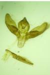 Pseudoterpna corsicaria