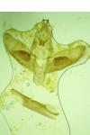 Pseudoterpna corsicaria