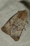 Spudaea ruticilla