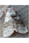 Calliteara pudibunda