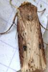 Axylia putris