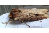 Axylia putris