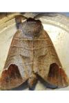 Clostera curtula