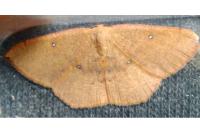 Cyclophora puppillaria