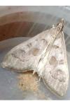 Mecyna asinalis