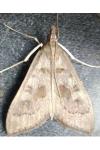 Mecyna asinalis