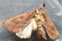 Ptilodon capucina
