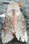 Stauropus fagi