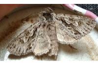 Xylocampa areola