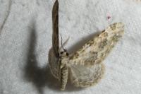 Coenotephria ablutaria