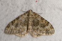 Coenotephria ablutaria