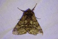 Lycia hirtaria