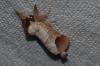 Clostera curtula