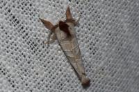 Clostera curtula