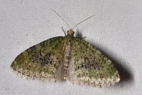 Acasis viretata