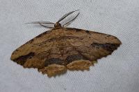 Menophra abruptaria