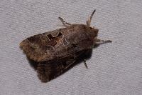 Orthosia gothica