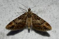 Gymnoscelis rufifasciata