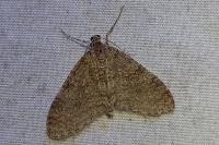 Trichopteryx carpinata