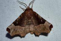 Selenia tetralunaria