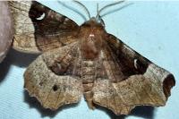 Selenia tetralunaria