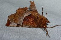 Selenia tetralunaria