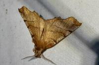 Selenia dentaria