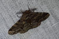 Lycia hirtaria