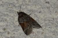 Nycteola siculana